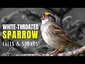 Download Lagu Suara dan Suara Burung Pipit Tenggorokan Putih | Lagu Kebangsaan Hutan Boreal