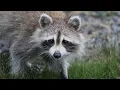 Rabies detected in raccoon found in Freeport