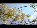 All Saints - Pure Shores (Pier Laurenzi "Spaced" Mix)