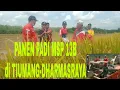 Lagu PANEN PADI MSP 13B DI TIUMANG-DHARMASRAYA