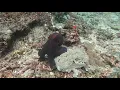 Download Lagu Octopus at Gamat Bay
