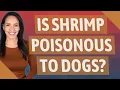 Is shrimp poisonous to dogs