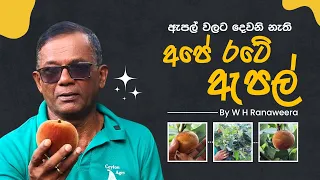 මේ ඇපල් කාලා තියනවද | Velvet Apple Cultivation | Ceylon Agri | Episode 493