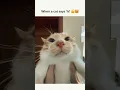 Download Lagu CATS SAYING 'hi' #cat #shorts #ytshorts #viralshorts