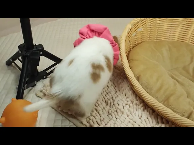 動画