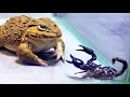 Download Lagu Amazing!! Asian Bullfrog With Big Black Scorpion! Warning Live Feeding