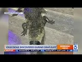 Crocodile found during Oxnard probation search