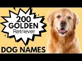 200 GOLDEN RETRIEVER Dog Names Male and Female Dog Names For Your Golden Retriever