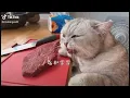 Download Lagu The craziest and funniest tik tok cats