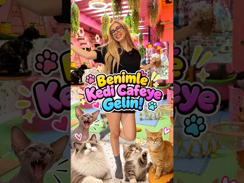 Kedi cafedeki favori kedinizi yazınız🩷En istenenin özel videosunu paylaşıcam😍 Kaç tane kedi var? ✨