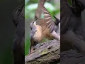 Lagu Bird Dance 🥰 #birds #dance #shorts #ytshorts #shortsfeed