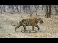 Tiny Stripes, Big Dreams: The Journey of Baby Tigers
