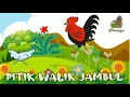 pitik walik jambul