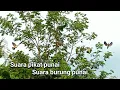 Download Lagu suara pikat burung punai ramai mau tidur