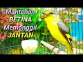 Download Lagu Mantenan betina gacor memanggil jantan untuk pancingan burung mantenan bahan dan macet bunyi
