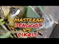 Lagu masteran ciblek kristal vs cucak jenggot jernih