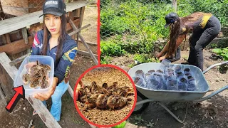 NASCERAM MILHARES DE ANGOLINHAS! Nossas criações tão rendendo.