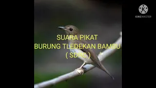 suara pikat untuk burung tledekan bambu sdrc ampuhh anti zonk pasti lengket