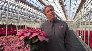 Download New Poinsettias at the NG Heimos 2020 Poinsettia Trial MP3