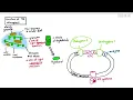13-2 Chloroplast Structure Cambridge AS A Level Biology 9700