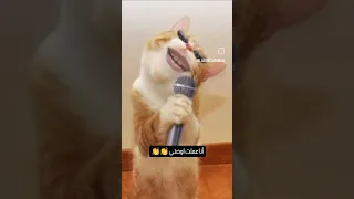 سقفه للشطوره 