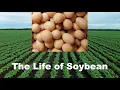 Soybean Life Cycle 101 How to Grow What Make Best Health Food Nutrition 5-10 min Nature Crop Plant
