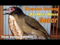 Kicau Burung Ara Mata Merah Gacor / Cocok untuk Masteran / Murai Batu / Kacer / Cucak Ijo / Samyong