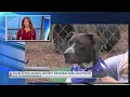 Charleston Animal Society offering free dog adoptions due to overcrowding