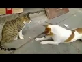 Download Lagu Angry Cats VS Dogs Funny Compilation 2017 !!!