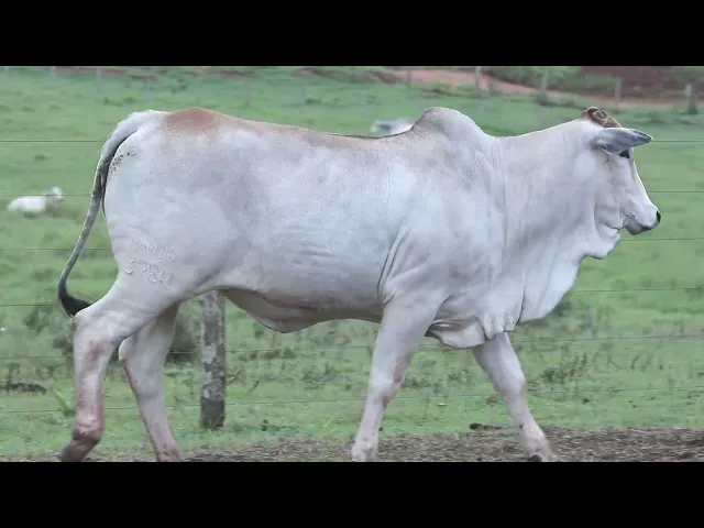 Novilha Nelore OROP - 3780