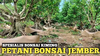 Download UPDATE TERBARU LAHAN BONSAI KIMENG DIJEMBER TERBESAR!! KAWASAN JEMBER UTARA MP3