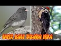 Download Lagu (KICAU KICAU) BURUNG UNIK LUAR NEGERI DURASI PENDEK VERSI 1 PILEATED,JUNCO