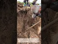 Download Lagu Rural Farmers Manual Digging Yam Roots Sing A Powerful Spade Best Digging Tools