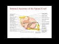 Chapter 13 - Spinal Cord and Spinal Nerves