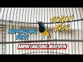Download Lagu SOGON GACOR AMPUH UNTUK MERANGSANG BUNYI SOGON BISU DAN MALAS BUNYI #sogon #pancingansogon  