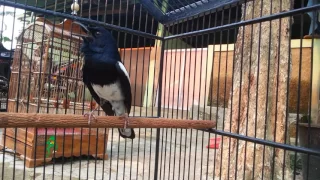 kacer muda hutan prospek