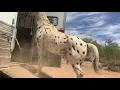 Working on Loading in the trailer with Comet