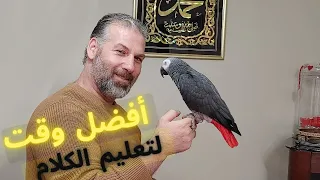 ماهو الوقت المناسب لتعليم الببغاء على الكلام دندنها