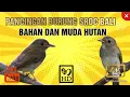 ‼️Pancingan burung sikatan rimba dada coklat Bali SRDC gacor untuk burung bahan dan muda hutan #srdc