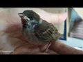 Day 13 part - Raise stray Eurasian Tree Sparrow fledgling