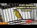 Download Lagu PLECI DAKBAL NEMBAK KEJEERR NGEBREN || SPEK G12-G16