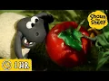 Download Lagu Shaun the Sheep 🐑 The Magic Tomato 🍅✨ Full Episodes Compilation [1 hour]