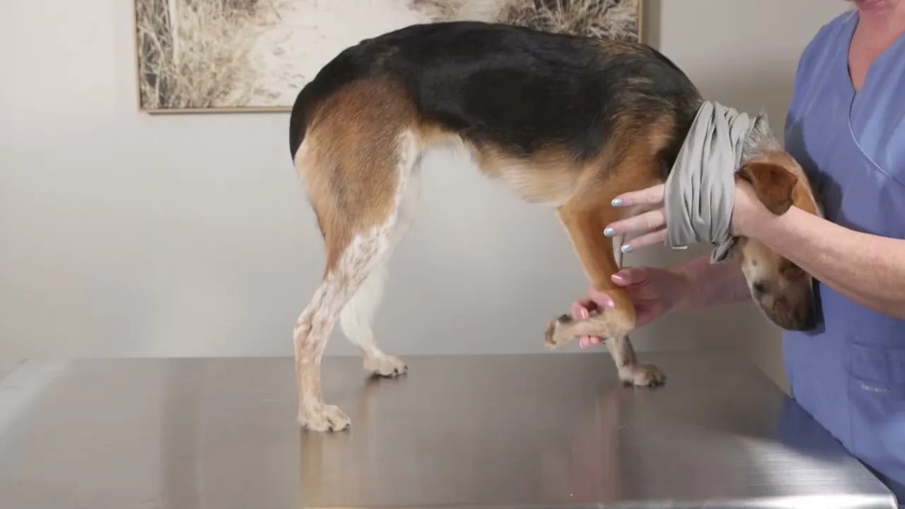 Training on how to measure and fit a Pull-over style Surgi-sox dog suit