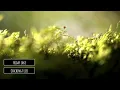 Catching Flies - Friday Lake