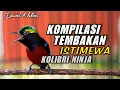 Download Lagu KOMPILASI TEMBAKAN KONIN GACOR FULL ISIAN MEWAH COCOK BUAT MASTERAN DAN PANCINGAN KOLIBRI BAHAN