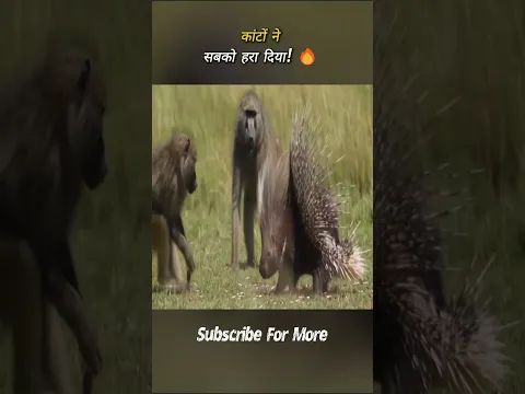 बबून vs साही! | #shorts