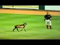 The Dumbest Reasons To Stop A Baseball Game