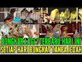 Lagu 🔴 BONGKAR RATUSAN EKOR HARI INI STOKNYA !  FULL GACORAN 0838-7553-6945