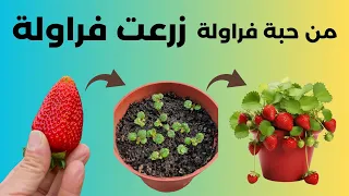 استخرج بذور الفراوله من ثمرة فراولة و ازرعها لتحصل على نبات الفراوله 