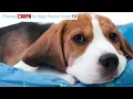 15 HOURS of Deep Separation Anxiety Music for Dog Relaxation! Helped 4 Million Dogs Worldwide! NEW!